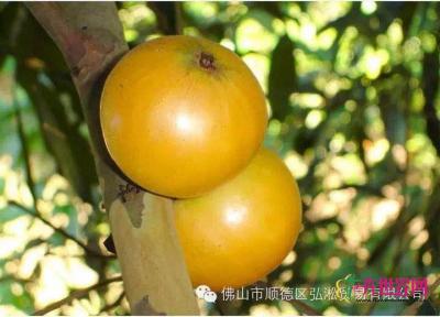 肯布卡嘉宝果