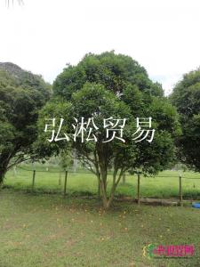 肯布卡嘉宝果
